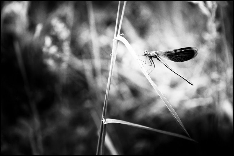 Fly Fishing in Friuli