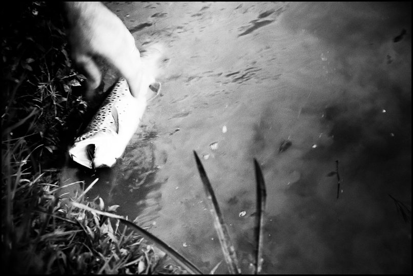 Fly Fishing in Friuli