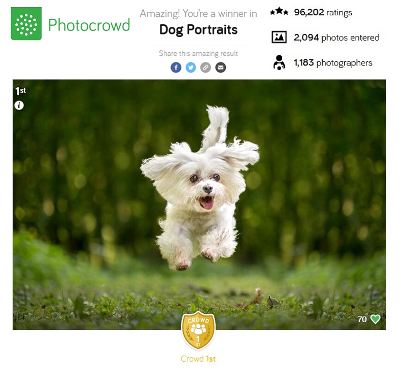 dog